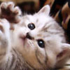 Cute Kitties Hidden Numbers